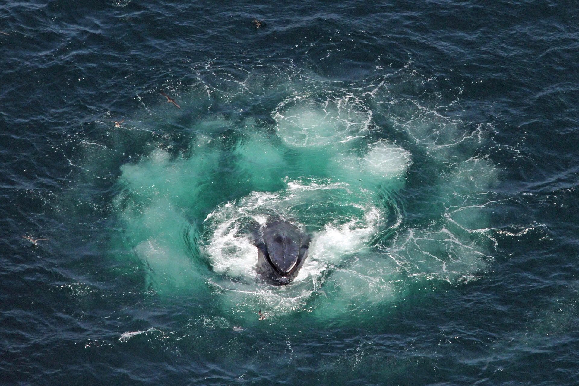 Humpback whales bubble net feeding