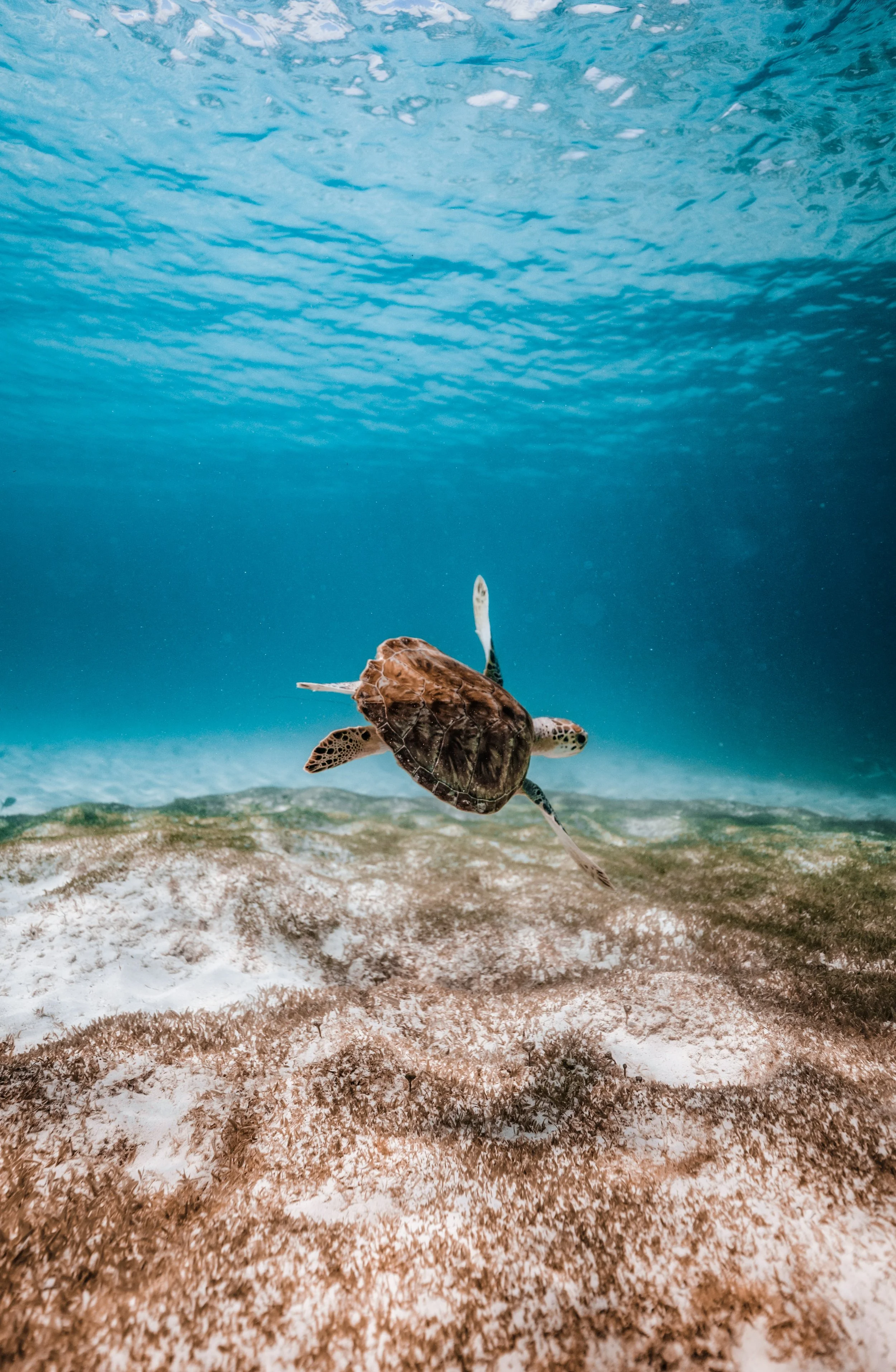 Seaweed permaculture and sea turtle conservation